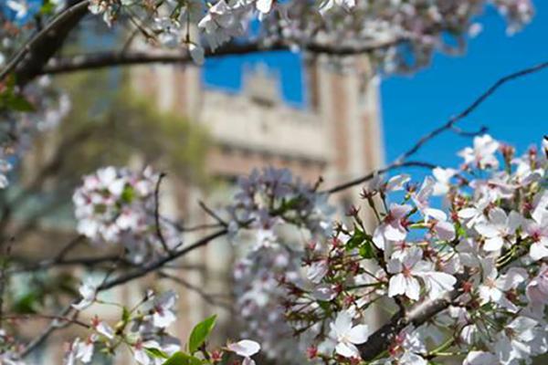 crab apple blossoms in the foreground of Brookings hall.